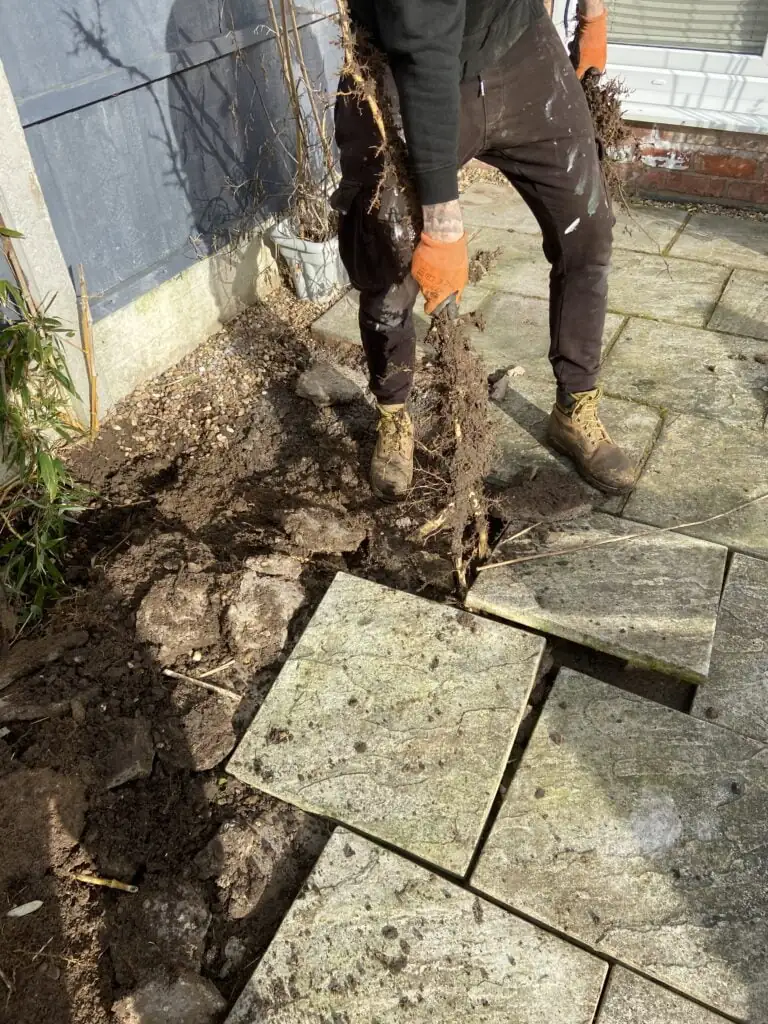 Bamboo rhizome being pulled up from beneath a patio 