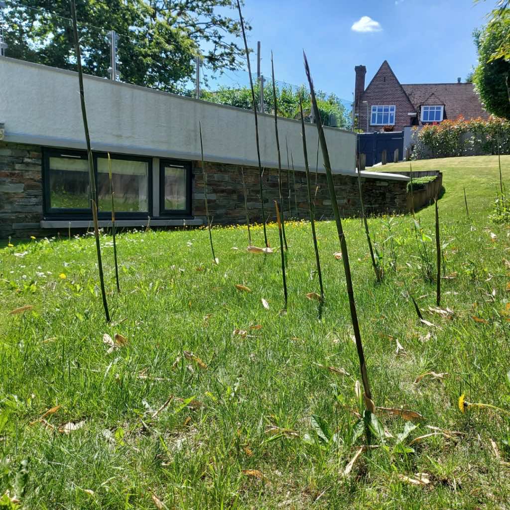 Bamboo shoots standing tall above mown grass lawn