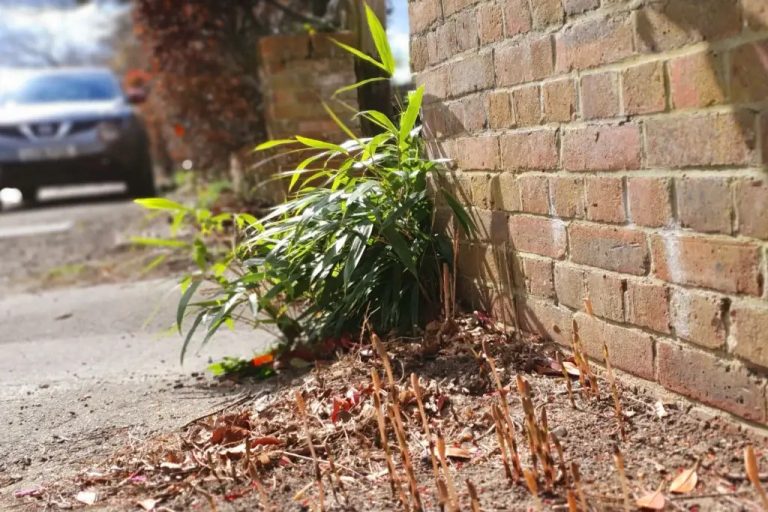 Invasive plant out of control growth