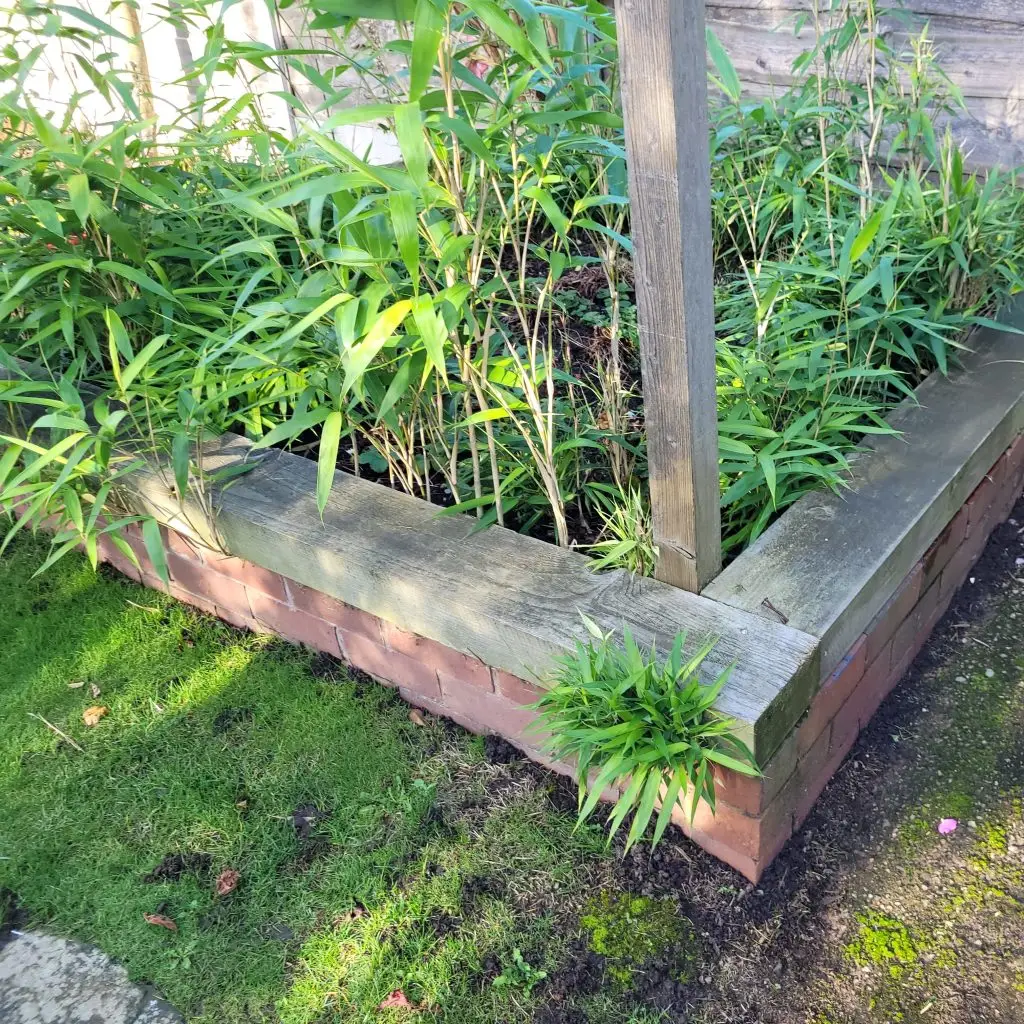 bamboo invasion knutsford in raised bed