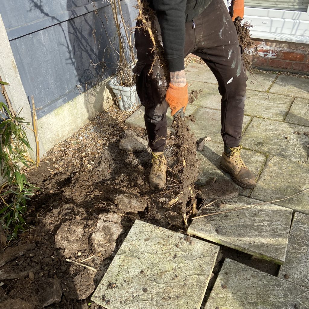 Bamboo removal from patio