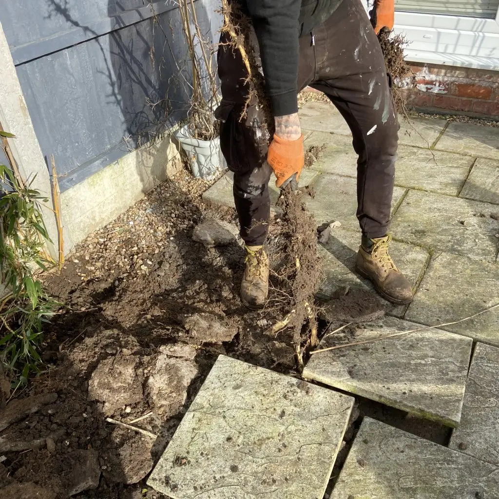 Bamboo removal from patio