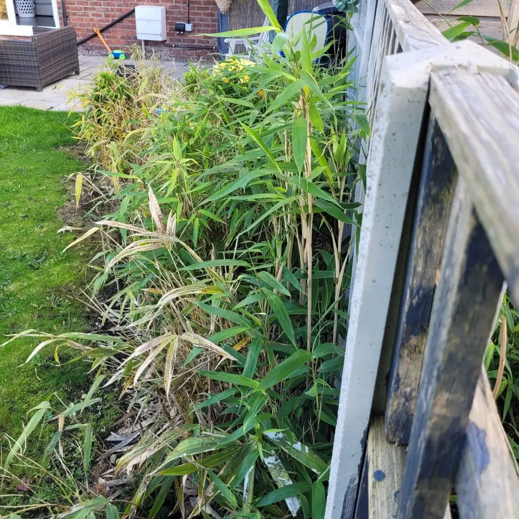 bamboo invasion knutsford before