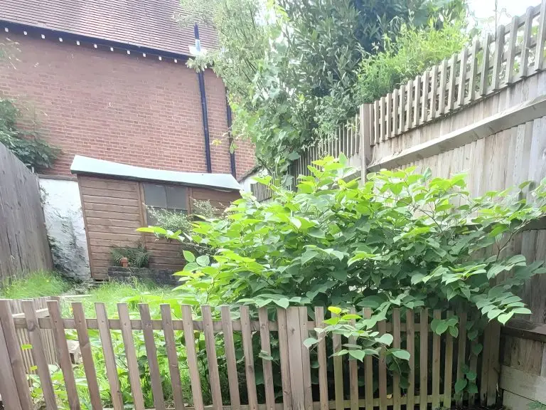 Japanese knotweed in Highgate