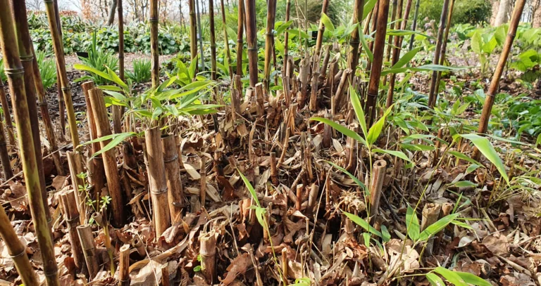 Close up on Bamboo damage