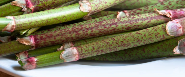 Japanese knotweed ready to cook