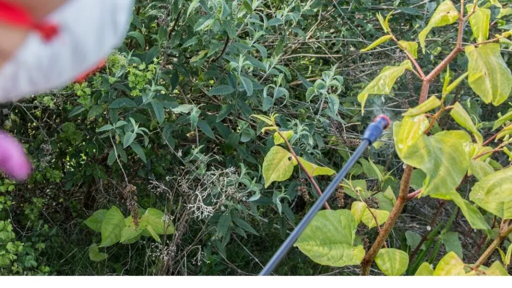 Japanese knotweed being sprayed with herbicide