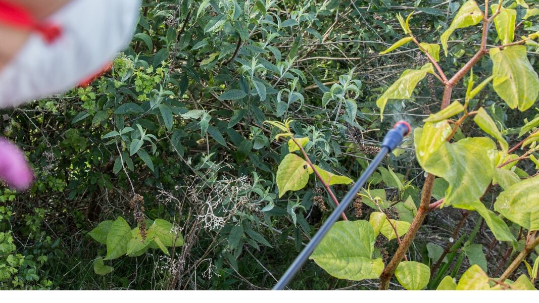 Image of Knotweed being treated with herbicide