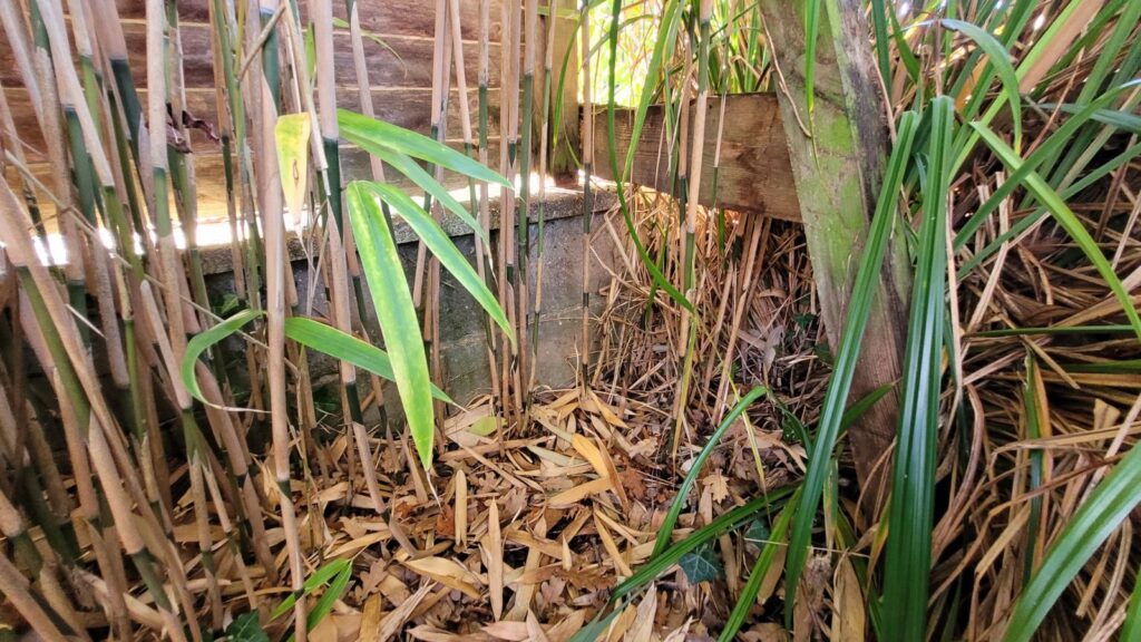 bamboo encroachment
