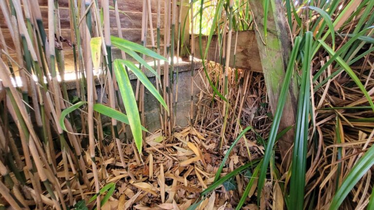 bamboo encroachment