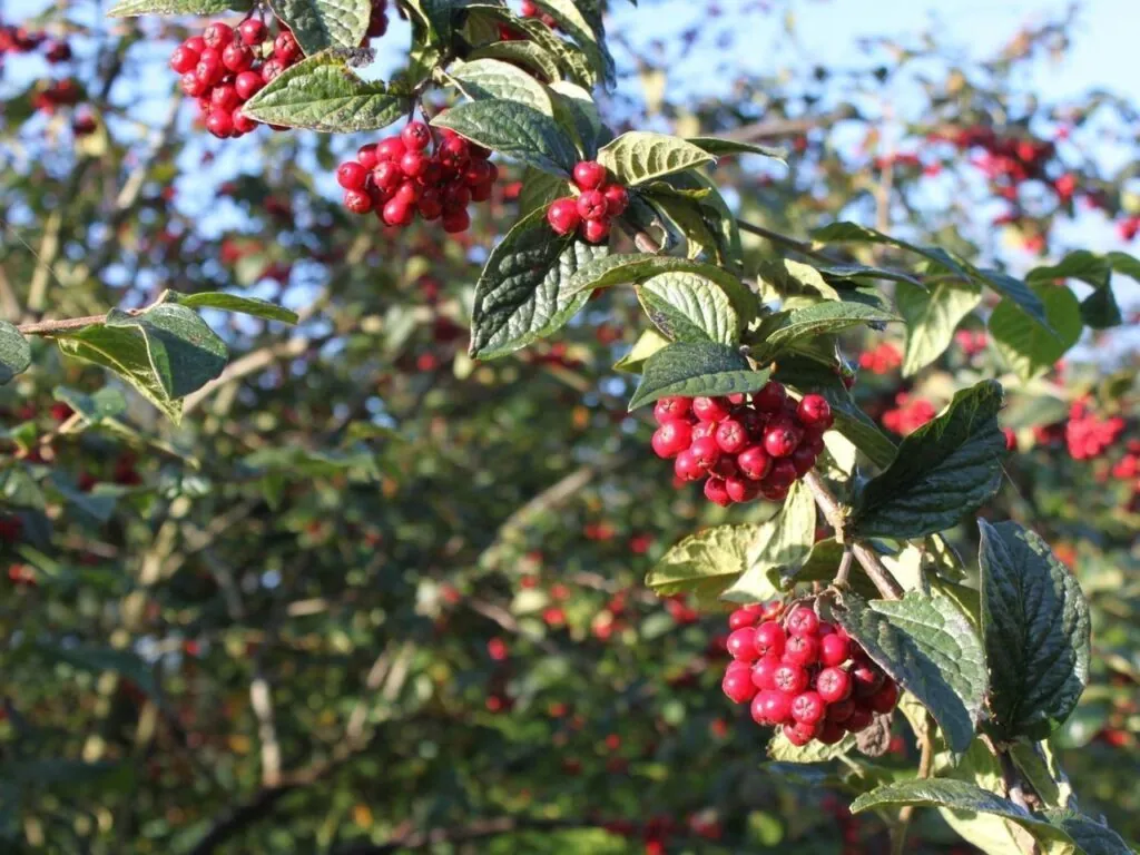 Close up on Cotoneaster