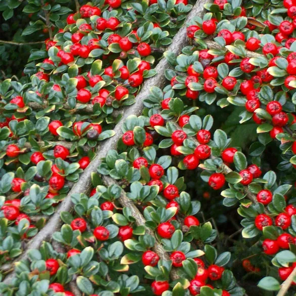 Close up on Cotoneaster 5