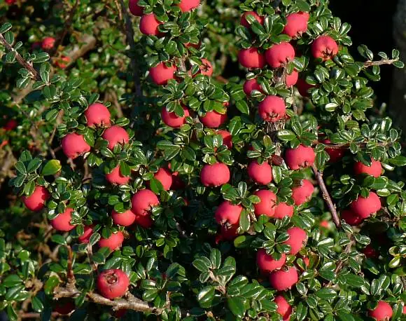 Close up on cotoneaster 3