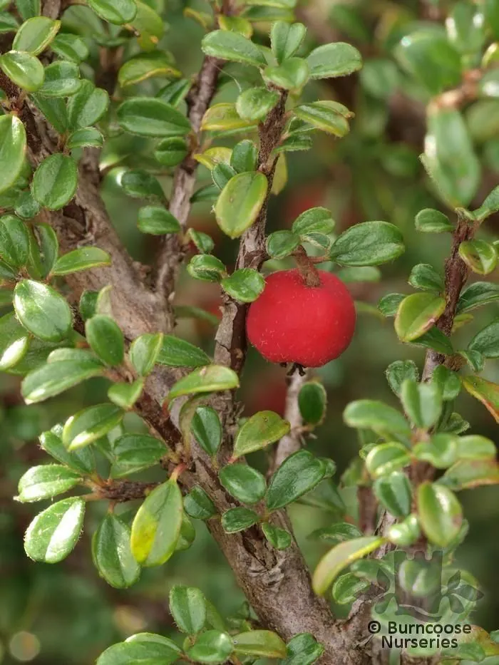 A close shot of Cotoneaster microphyllus