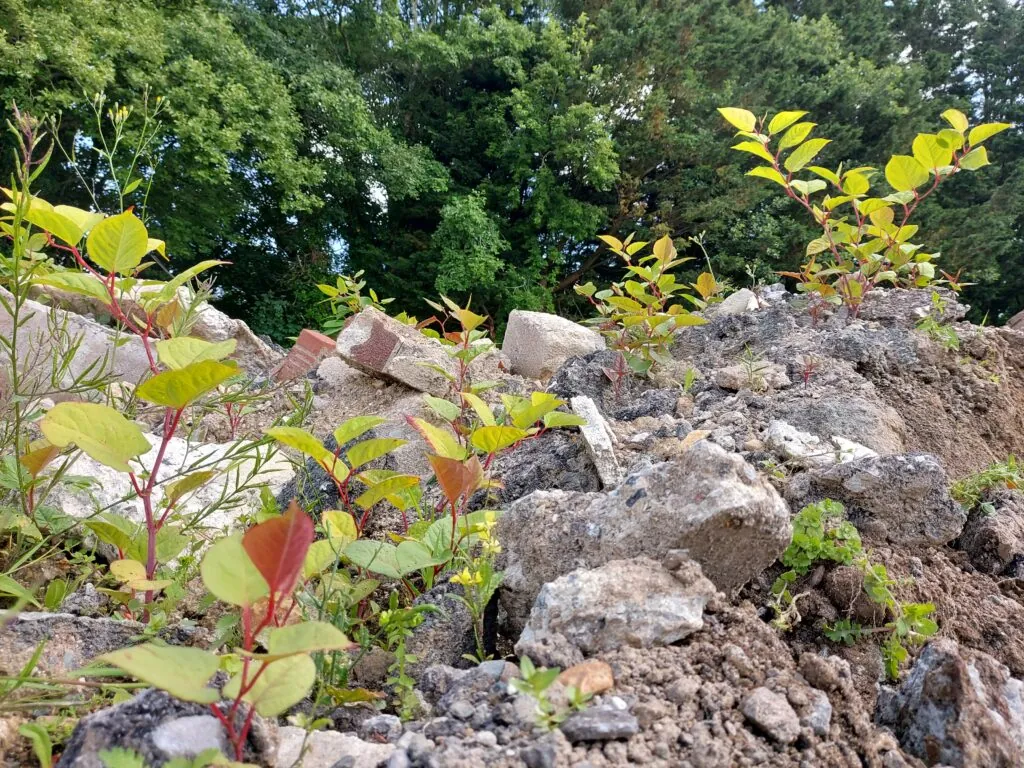 Picture of Japanese knotweed growing on dry soil