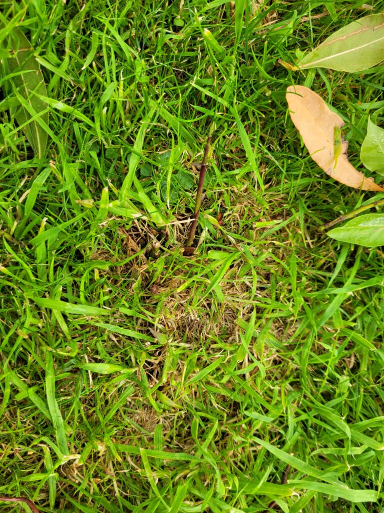 Bamboo roots showing in grass