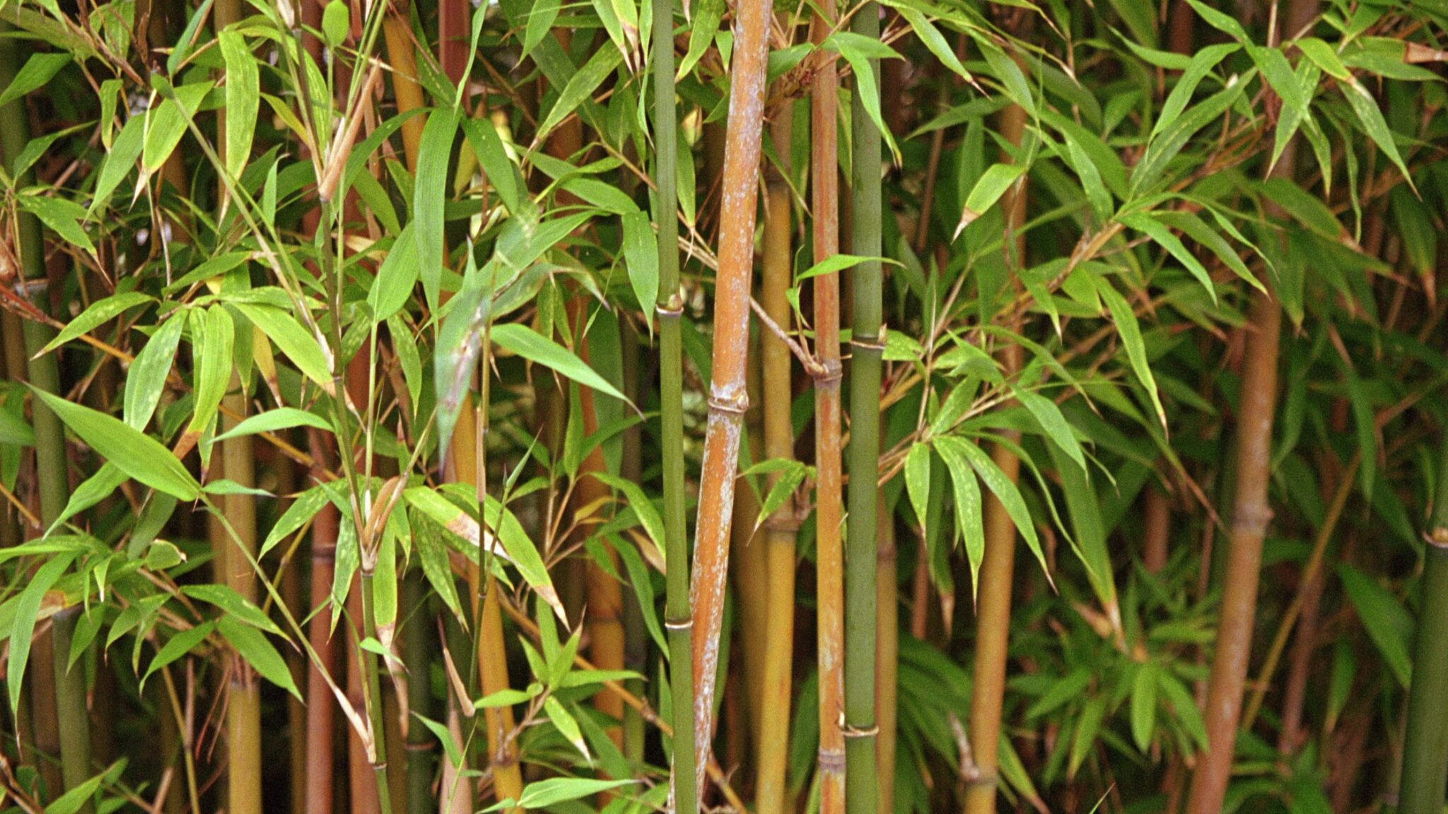 Is bamboo the new Japanese knotweed? Japanese Knotweed and Invasive