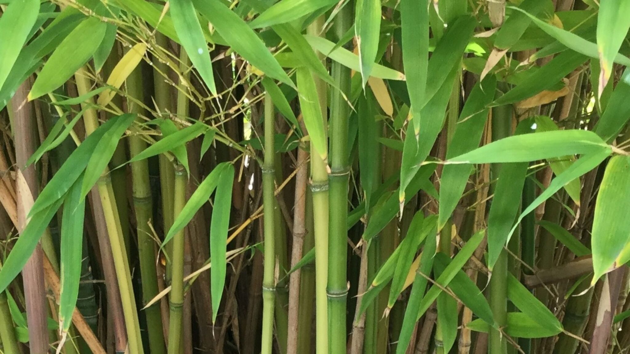 Is bamboo the next Japanese knotweed? Japanese Knotweed and Invasive