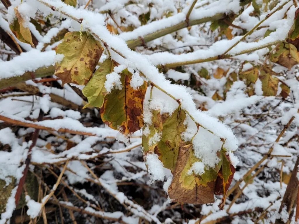 A close up of Japanese knotweed in Winter