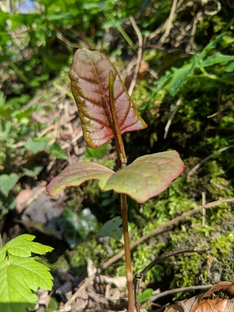 A picture of Japanese knotweed