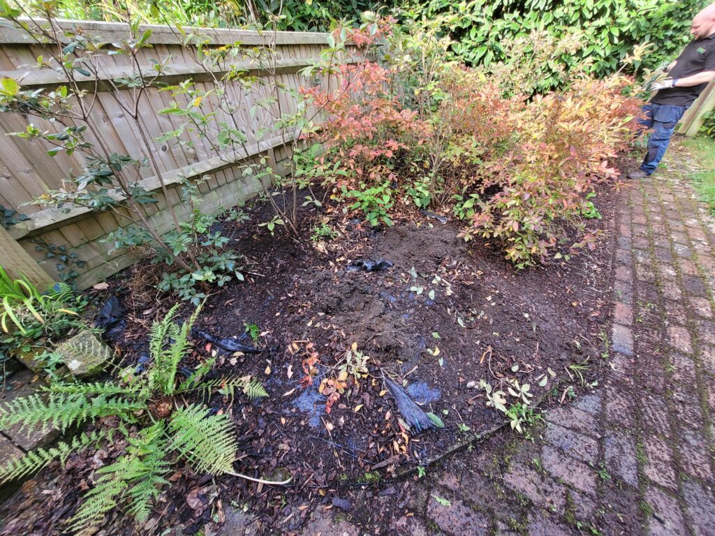 Japanese knotweed removal comparison before