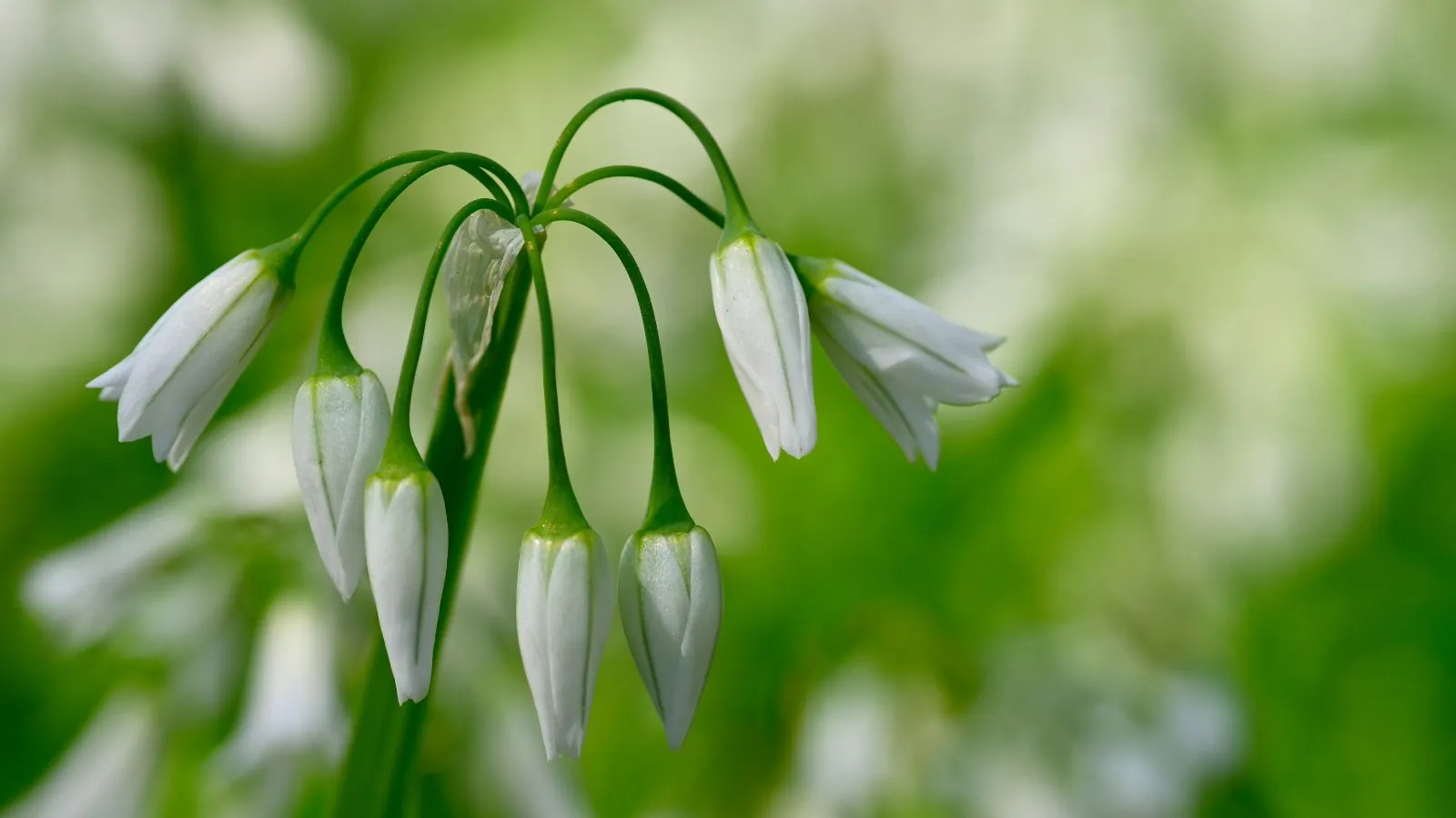 Three-cornered garlic