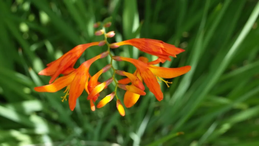 Montbretia 4