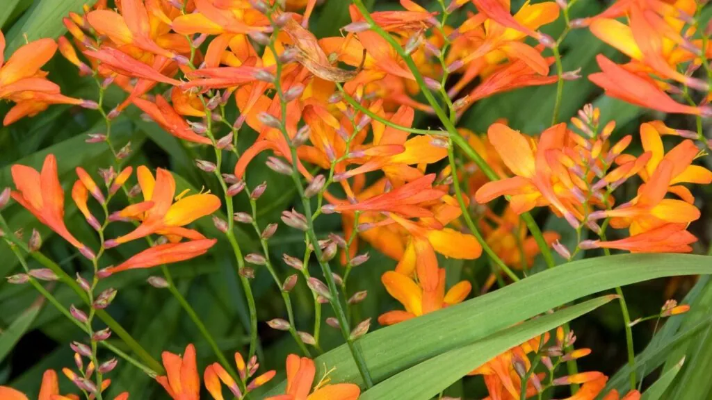 Montbretia 1