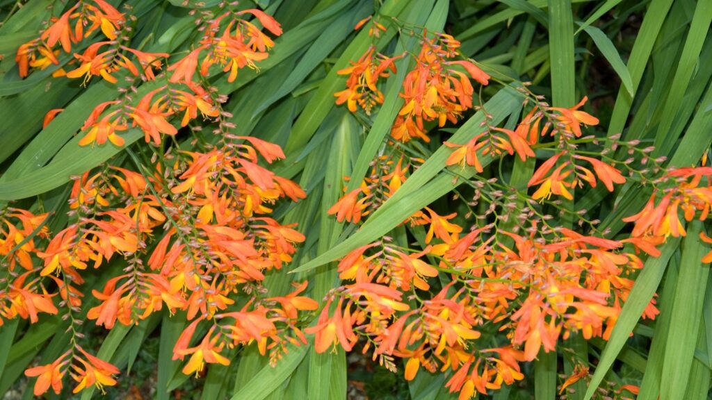 Montbretia 6