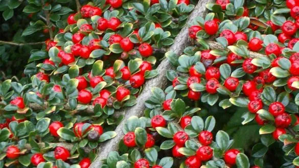 Close up on Cotoneaster 5