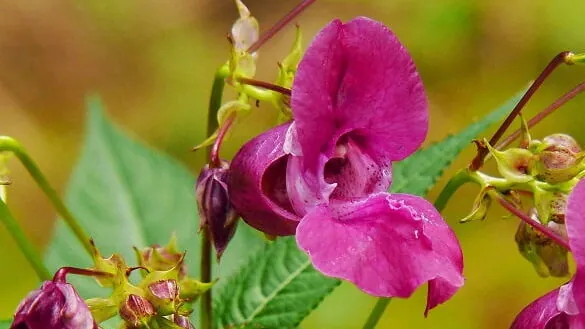 close up of a Himalayan Balsam pink flower