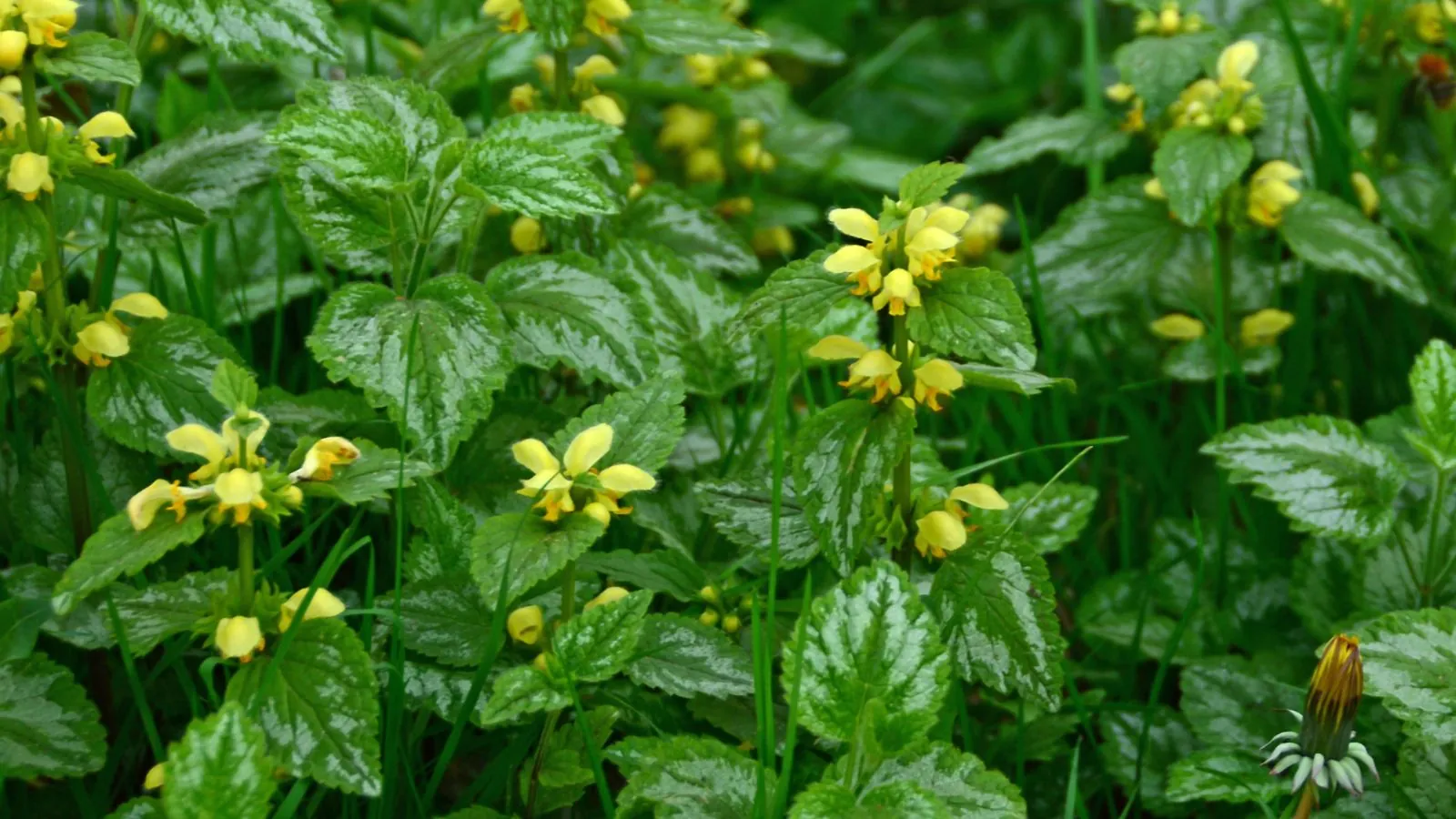 Variegated Yellow Archangel