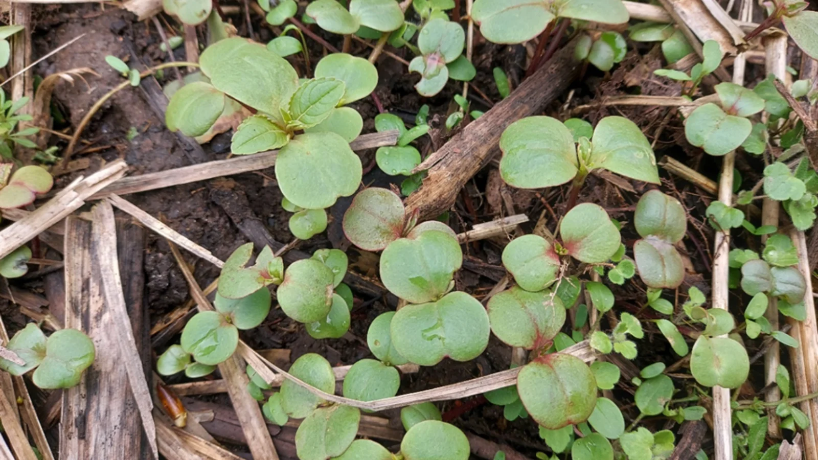 Himalayan Balsam