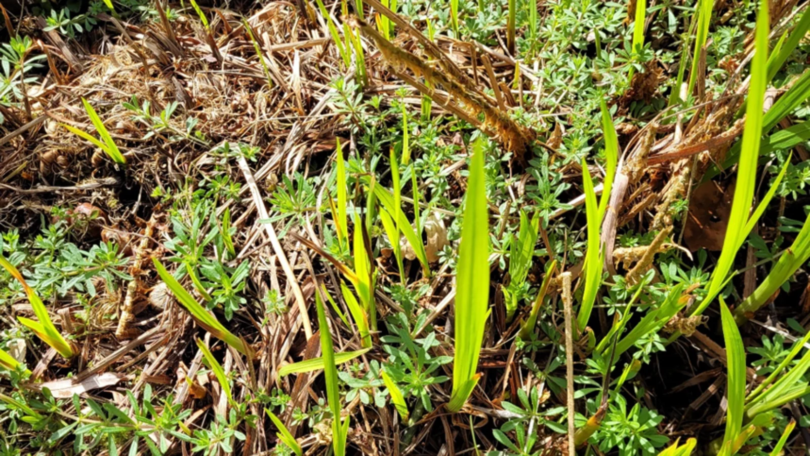 Montbretia