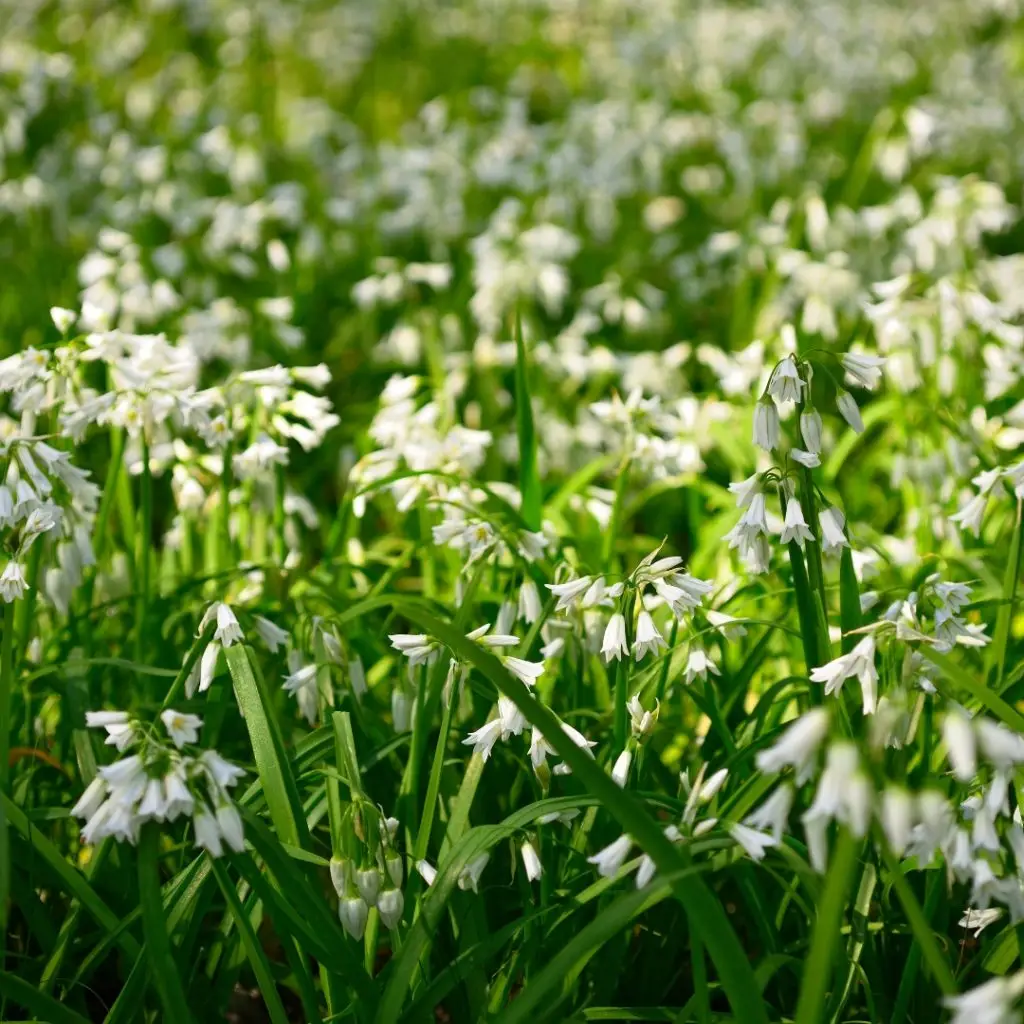 Three-cornered leek 2