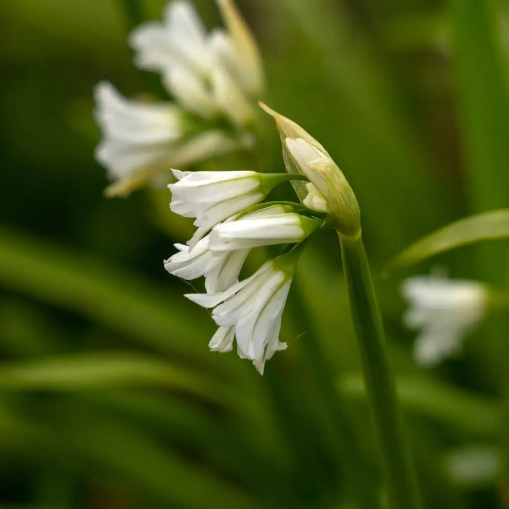 Three-cornered leek 1