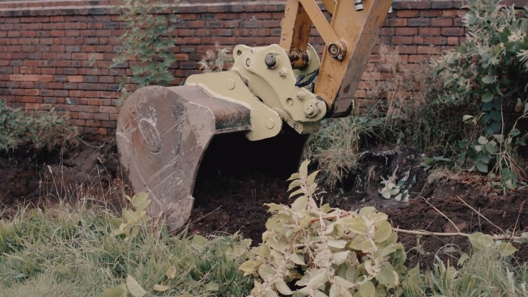 How long does it take to get rid of Japanese knotweed? - Environet UK