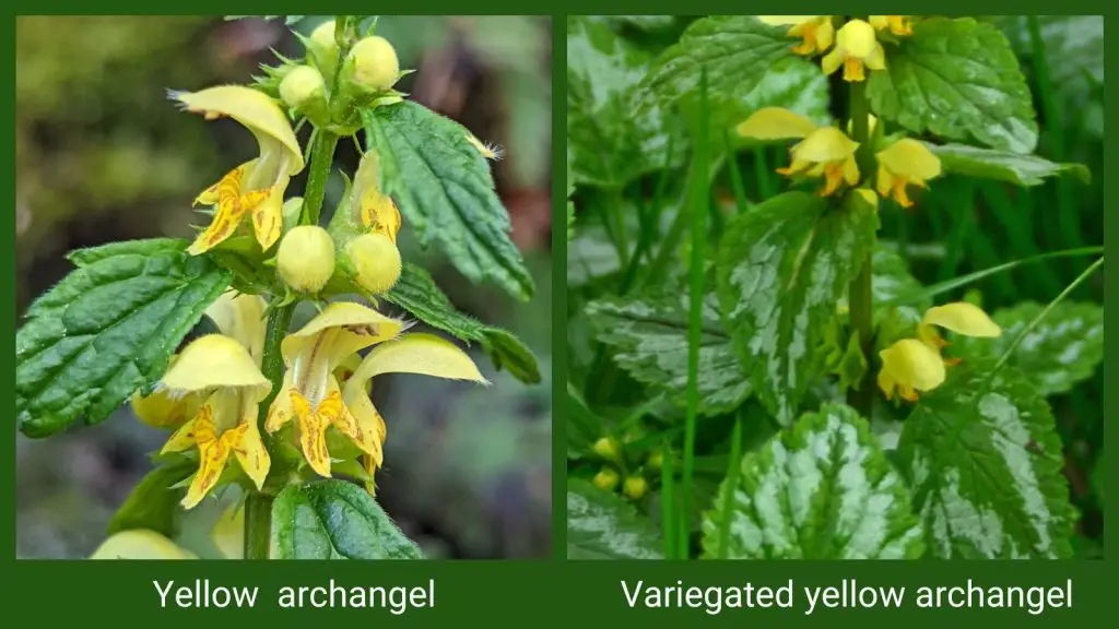 Yellow archangel comparison with Variagated