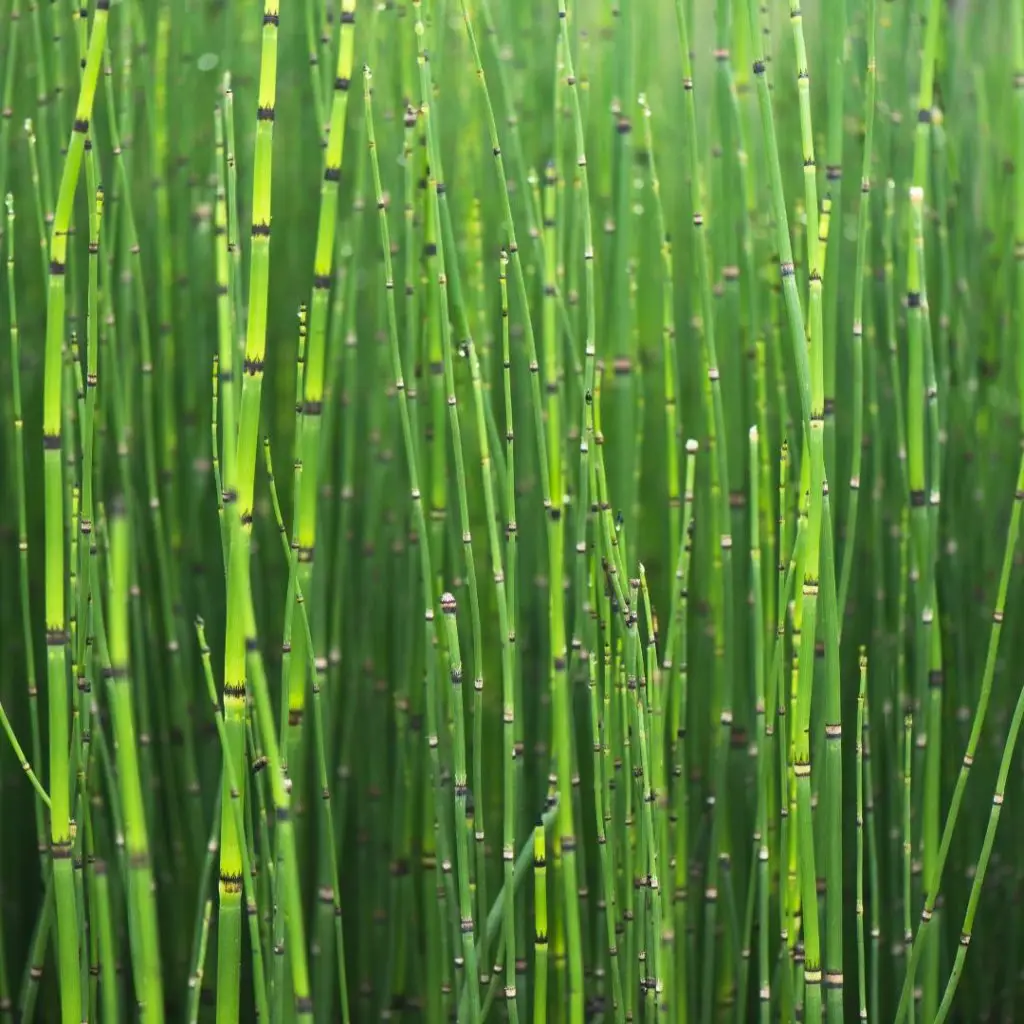 Rush horsetail