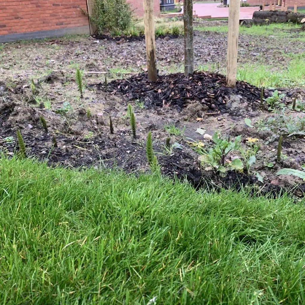 Emerging horsetail in newly landscaped area