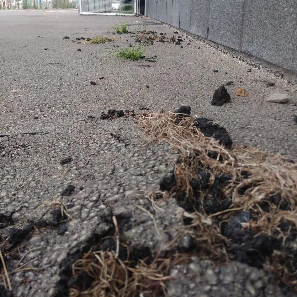 Horsetail causing damage to tarmac