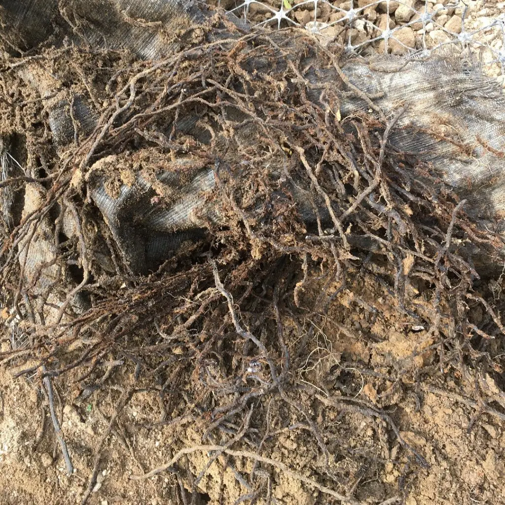 Horsetail roots beneath a membrane