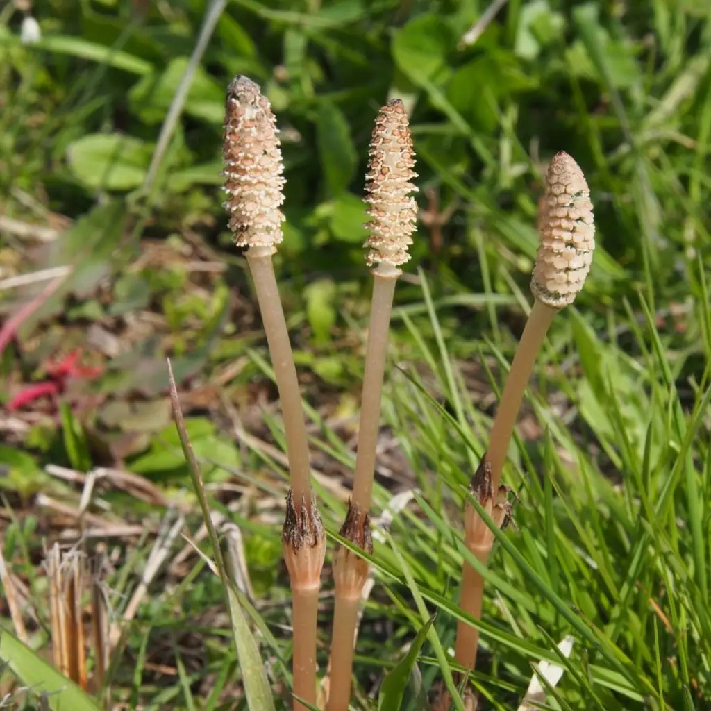 Horsetail spores