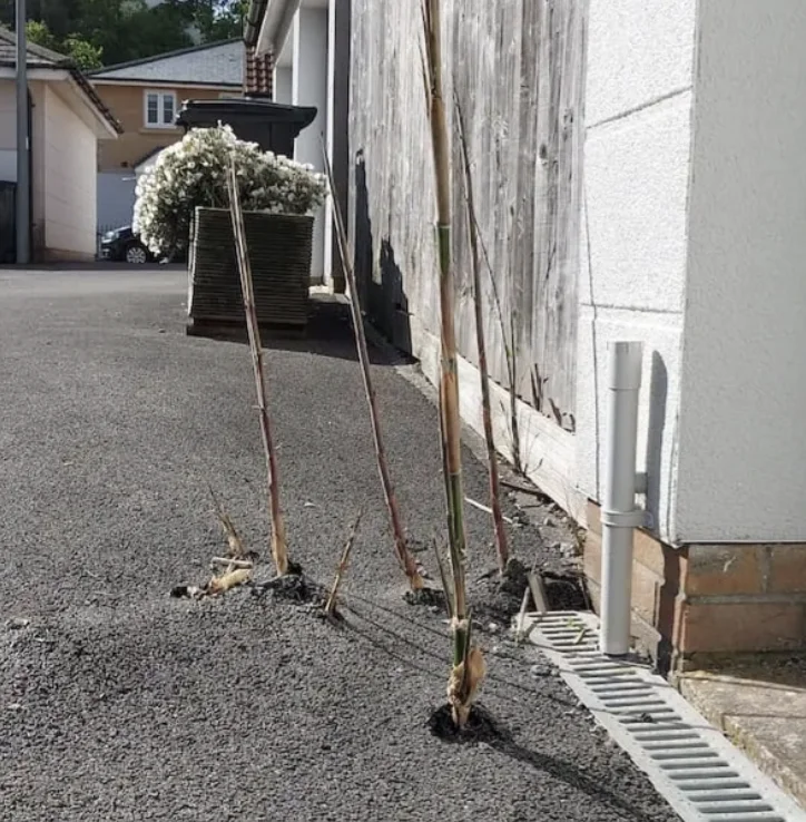 Bamboo damage