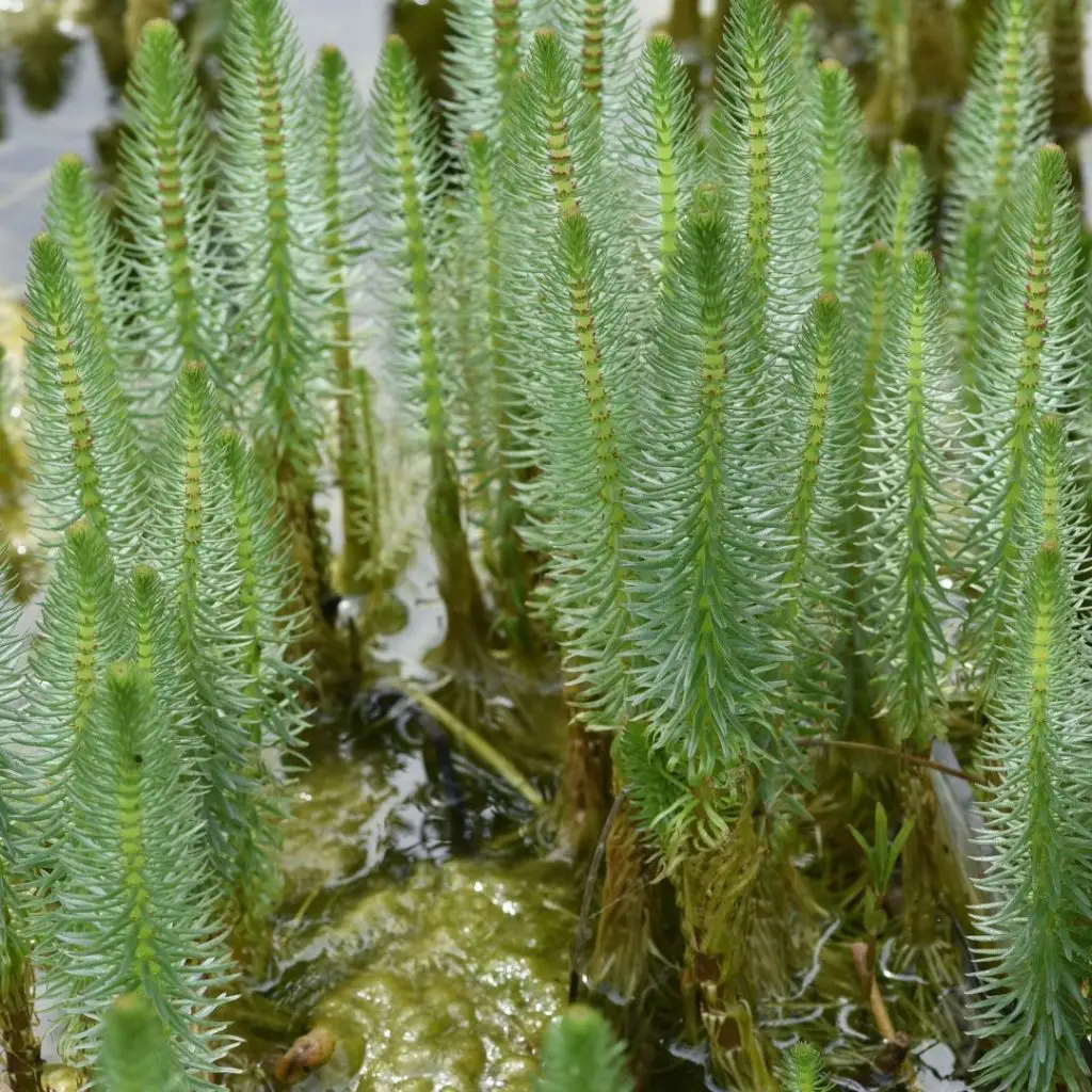 Mare's Tail or Marestail growing in a pond