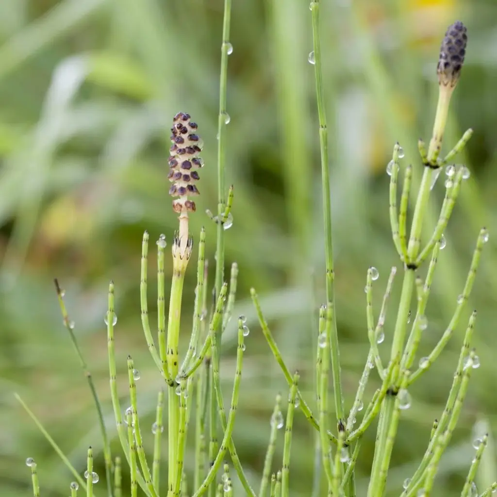 Marsh horsetail sporophytes