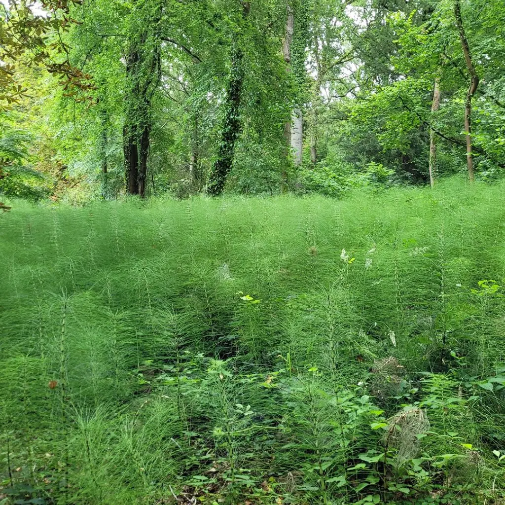Common horsetail taking over woodland