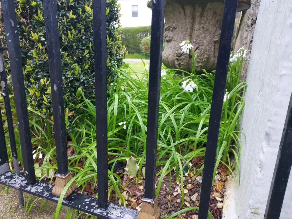 Three-cornered leek 1