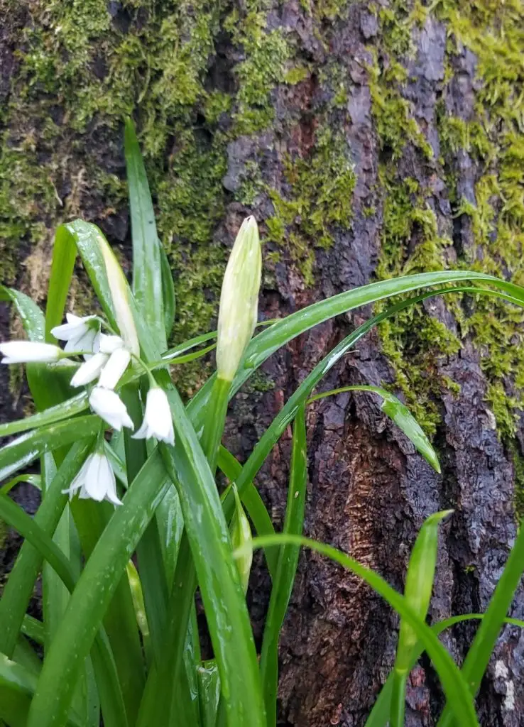 Three-cornered leek 8