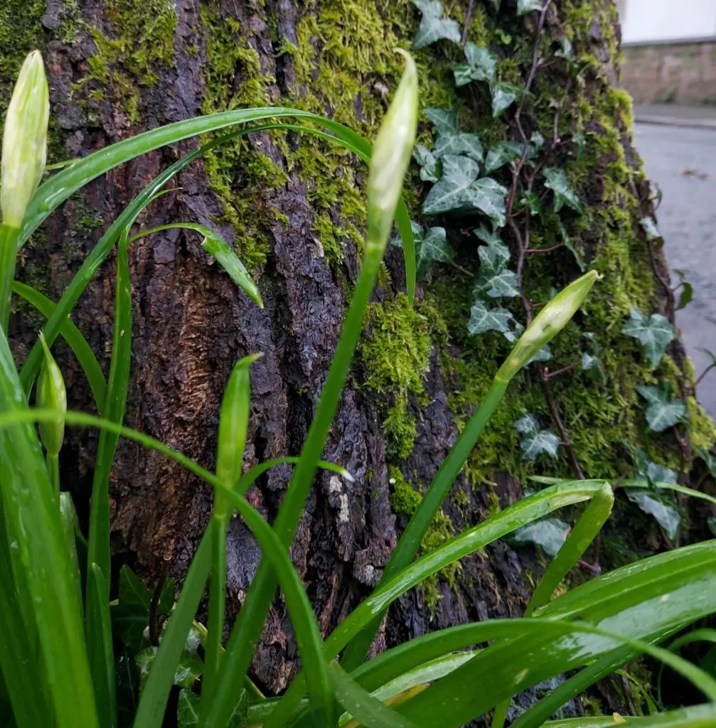 Three-cornered leek 9